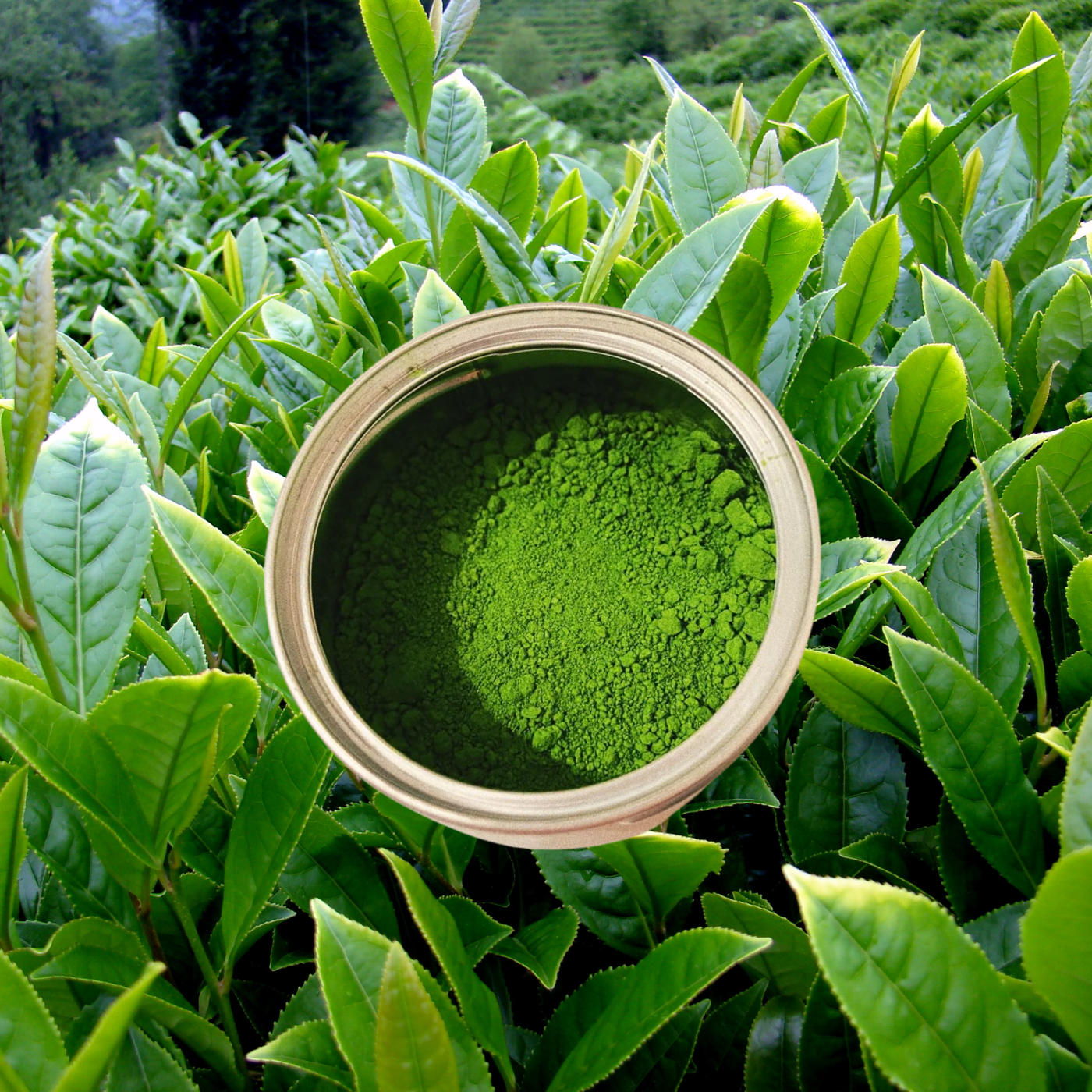 ¿Qué es el Matcha y para qué sirve?